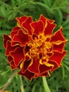 vibrant red and orange marigold bloom in closeup