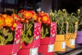 Vibrant red and orange primroses in colorful pots displayed outdoors Royalty Free Stock Photo