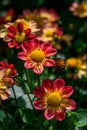 Vibrant red, orange, and yellow dahlias blooming in a garden on a sunny day Royalty Free Stock Photo