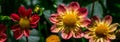 Vibrant red, orange, and yellow dahlias blooming in a garden on a sunny day Royalty Free Stock Photo