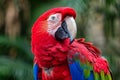 Vibrant red parrot with striking features