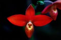 Vibrant red Peruvian lady slipper flower in close-up view against a dark background