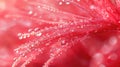 Vibrant red petals covered in dewdrops close-up Royalty Free Stock Photo
