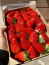 Vibrant red pile of juicy ripe strawberries displayed in a basket, ready to be purchased