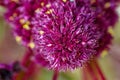 A vibrant red and pink flower with intricate petal details amidst dark green leaves, showcasing natural beauty Royalty Free Stock Photo