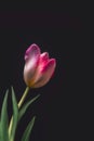 Vibrant red pink white tulip blossom macro with green leaves on black background Royalty Free Stock Photo