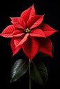 Red poinsettia on black background Royalty Free Stock Photo