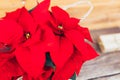 Vibrant red pointsettia. Holiday Christmas concept Royalty Free Stock Photo
