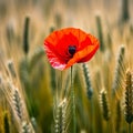 Vibrant Red Poppy Blooming in Wheat Field