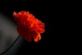 Vibrant red Poppy flower against a striking black background