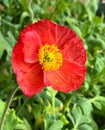 Vibrant red poppy flower blooming in a lush, green field Royalty Free Stock Photo