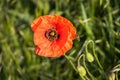 Vibrant red poppy flower blooming in a lush green grassy field, illuminated by bright sunlight Royalty Free Stock Photo