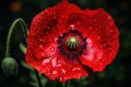 Vibrant Red poppy flower. Generate Ai Royalty Free Stock Photo