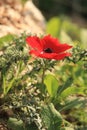 Vibrant red poppy flower in the green field on a sunny day Royalty Free Stock Photo