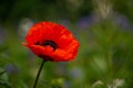 Vibrant red poppy flower in a lush green field of grass Royalty Free Stock Photo