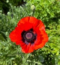 Vibrant red poppy flower in the lush green field Royalty Free Stock Photo
