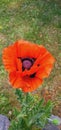 Vibrant red poppy mak flower stands out in the lush green grass of a cemetery Royalty Free Stock Photo