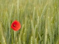 Vibrant red poppy is standing in a sun-dappled barley field. Royalty Free Stock Photo