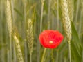 Vibrant red poppy standing in a sun-dappled barley field. Royalty Free Stock Photo