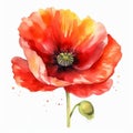 Vibrant Red Poppy Watercolor Painting: Realistic Illustrations With Contoured Shading