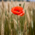 Vibrant Red Poppy in Wheat Field