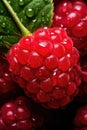 A vibrant, red raspberry, glistening with fresh dewdrops