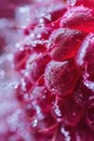 A vibrant, red raspberry, glistening with fresh dewdrops