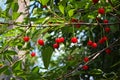 Vibrant red ripe fresh juicy cherry berries growing on cherry tree branch among green leaves. Royalty Free Stock Photo