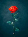 Vibrant Red Rose Against Mysterious Dark Background A Captivating Display of Natural Elegance and Beauty, Perfect for Artistic
