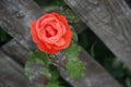 Vibrant red rose