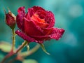Vibrant red rose with dewdrops highlighting delicate petals Royalty Free Stock Photo