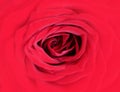 A vibrant red rose flower detail close up Royalty Free Stock Photo
