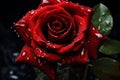 Vibrant Red rose unreal. Generate Ai Royalty Free Stock Photo