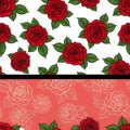Vibrant red roses against white and coral backgrounds Royalty Free Stock Photo
