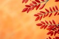 Vibrant red rowan leaves grace an autumnal orange background, charming harmony