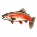 Vibrant Red Salmon Illustration With Realistic Brushwork