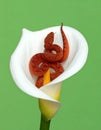 Vibrant Red Snake Coiled Inside a White Calla Lily Royalty Free Stock Photo