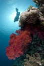 Vibrant red soft coral with scuba diver silhouette Royalty Free Stock Photo