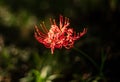 Vibrant red spider lily blooms in a sunlit field of lush green grass Royalty Free Stock Photo