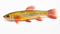 Vibrant Red-tailed Killifish Swimming In White Background