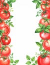 Vibrant Red Tomatoes and Green Herbs Frame a Clean White Background Artwork Royalty Free Stock Photo