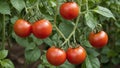Vibrant Red Tomatoes on Lush Green Vines Natures Bounty Collection Royalty Free Stock Photo