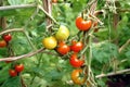 Vibrant red tomatoes are suspended from a branch within the confines of a greenhouse. Generative AI