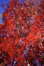 Vibrant Red Tree in Autumn Royalty Free Stock Photo