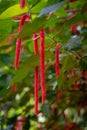 Vibrant Red Tropical Chenille Plant Acalypha Hispida
