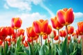 Vibrant Red Tulip Elegance against Blue Sky. Horizontal photo Royalty Free Stock Photo