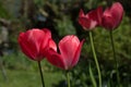 Vibrant red tulip flowers, Tulipa, blooming in springtime, close-up natural green background Royalty Free Stock Photo