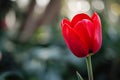 Vibrant Red Tulip in Full Bloom: Closeup Nature Beauty Royalty Free Stock Photo