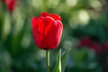 Vibrant Red Tulip in Full Bloom: Closeup Nature Beauty Royalty Free Stock Photo