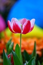 Vibrant red tulip Royalty Free Stock Photo